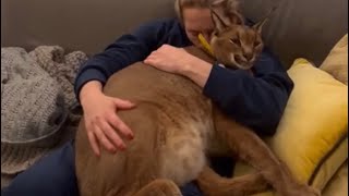 Unbelievable Pumba cuddling🙀🥰 [upl. by Filmore]