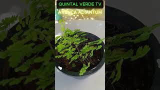 AVENCA ADIANTUM Shorts 1803 folhagens plants plantas [upl. by Ylicis767]