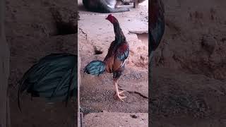 Adorable Rooster Daily Routine The Lovely Pet You Never Knew You Needed Rooster RoosterLover [upl. by Stent425]