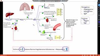 Fisiologia  Sistema Renina Angiotensina Aldosterona [upl. by Maharva]