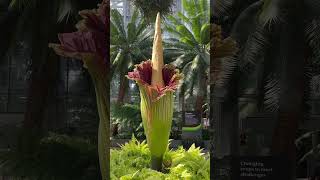 Amorphophallus titanum [upl. by Anirbed]