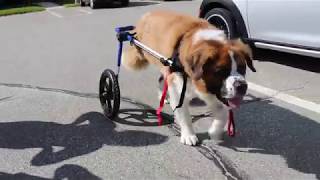 Oliver the Saint Bernard Gets Fitted for Walkin Wheels Wheelchair [upl. by Aribold]