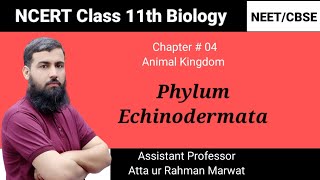 Phylum Echinodermata  Animal Kingdom  NCERT class 11th Biology  NEET  CBSE [upl. by Haeel319]