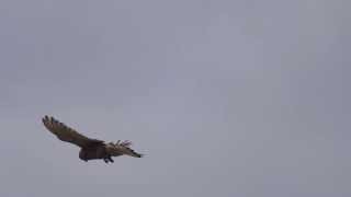 Peregrine falcon hunting hovering over and diving around Cornish cliffs UK  cont [upl. by Liatrice]