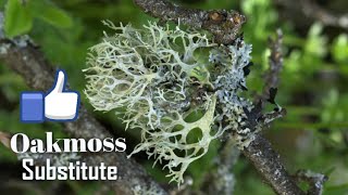 Oakmoss substitutes Evernyl  Veramoss [upl. by Animor]