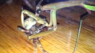 Praying Mantis eating a spider alive [upl. by Mihe]