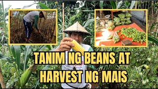 TANIM NG BEANS AT HARVEST NG MAIS [upl. by Emerick]