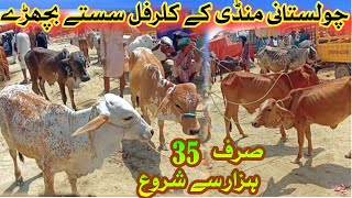 Sahiwal Cholistani Bachra Price In Pakistan  Madrassa Cattle Market UpdateBachra Farming [upl. by Drusy]