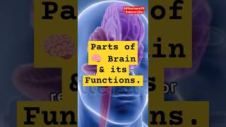 Parts of Human Brain and Their Functions science humanbody [upl. by Dode]