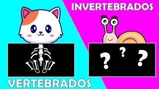 Anfibios  Animales Vertebrados  Aula chachi  Vídeos educativos para niños [upl. by Dianuj]