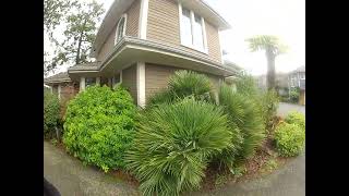 Perfect Chamaerops humilis Palm tree on Salt Spring Island [upl. by Rizas]