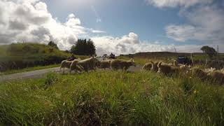 Armadale Stock Ewe Lambs 2017 [upl. by Hillell]