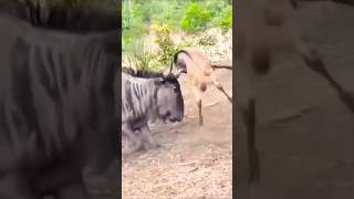 Confused Wildebeest Cant Recognize Its Own Baby – Heartwarming Wildlife Moment [upl. by Eniarol]