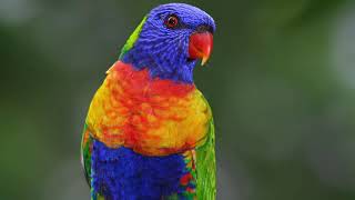 Rainbow lorikeet calling 8D Sound  30min Birds [upl. by Demitria]