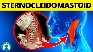 Sternocleidomastoid and Breathing EXPLAINED [upl. by Niro]