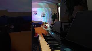 She❤️Elvis Costello Cover weddingpianisteventsmusician pianocoverpianotorontopianotoronto [upl. by Kcirttap]