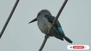 Meet The Woodland Kingfisher Bird Halcyon senegalensis Singing In The Blue Skysbirdskingfisher [upl. by Gavrah]