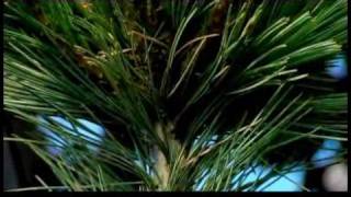 Growing amp Caring for Trees  How to Fertilize Evergreen Trees [upl. by Kremer]