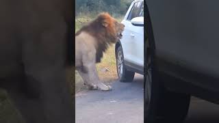 जंगल से निकलते समय कभी न करें ये गलती। lion attack on car wild animals life lion wildlife [upl. by Gar]