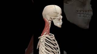 Physiology of Neck Muscles [upl. by Ordnasela352]