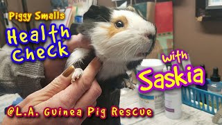 Piggy Smalls Health Check  Guinea Pig Cyst  Fungal Feet Treatment [upl. by Janot]