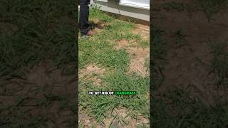 Get rid of crabgrass you already have  weed control tips  DoMyOwncom domyownlawncare crabgrass [upl. by Inge422]