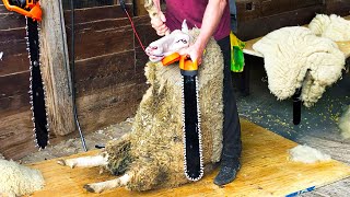 Incredible Advanced Sheep Shearing Technique  Astonishing and Satisfying [upl. by Kora]