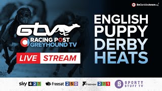 RPGTV English Puppy Derby Heats  Sunday 12 November  Live Greyhound Racing [upl. by Packton403]