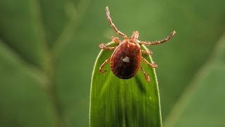 Symptoms of Lyme disease and COVID19 might feel similar but there are some differences [upl. by Raffarty]