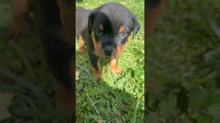 6 week old Rottweiler puppies feeling grass for the first time priceless vonfreitasrotties shorts [upl. by Anoek]