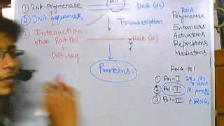 Eukaryotic transcription part 1 introduction [upl. by Soisatsana634]