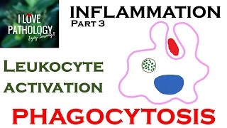 INFLAMMATION Part 3 Leukocyte Activation  PHAGOCYTOSIS [upl. by Hillery]