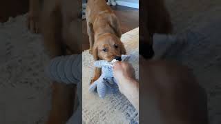 Red Golden Retriever 5 months old playing puppy goldenretriever Golden dog dogs [upl. by Schreib252]