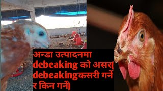 Importance of debeaking in poultry and how to do beaktrimming [upl. by Anaerdna]