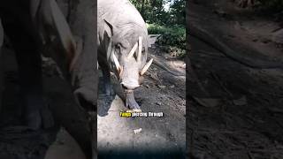 Fangs piercing through the skull the babirusa pig Indonesias most bizarre creature pig babirusa [upl. by Cuttie]