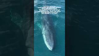 Fin Whale counter Shading shorts whales animals wildlife whale explore youtubeshorts [upl. by Alliuqat]