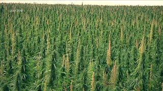 Montana Ag Network USDA hemp production guidance now in effect [upl. by Kazmirci]