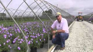 Best Perennials  Scabiosa Butterfly Blue Pincushion Flower [upl. by Rubin]