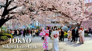 Tokyo Ueno Park  Cherry blossoms in early March【上野公園】 explorejapan japan 4k [upl. by Eisinger]