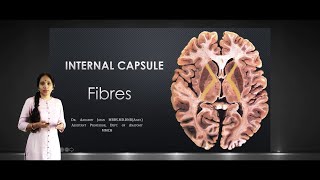 Internal Capsule Fibres [upl. by Rol]