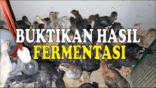 HASIL OLAHAN FERMENTASI PAKAN AYAM KAMPUNG [upl. by Alek817]