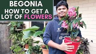 How to Get Long Lasting Blooms in Begonia [upl. by Yengac]