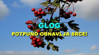 GLOG  POTPUNO OBNAVLJA SRCE [upl. by Helene]