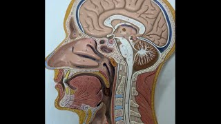 Paranasal Sinuses lab [upl. by Bethena]