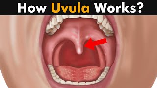 How Uvula Works  Functions of uvula UrduHindi [upl. by Atsugua427]