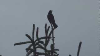 fHD Blackbird Singing  Mr Blackbird sings to his friends  Die Amsel zwitschert [upl. by Jovi]