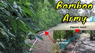 Bamboo Oldhamii  How to grow a Bamboo fence line with wind and noise protection shade and privacy [upl. by Elletnuahs]