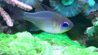 possum wrasse Wetmorella nigropinnata in a reef aquarium [upl. by Mureil]