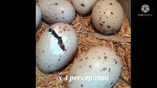 HOW to baby common moorhen galinulle grows up  Egg to bird time lapse [upl. by Matias]