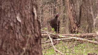 Hen Turkey calling to Gobbler [upl. by Durkin]